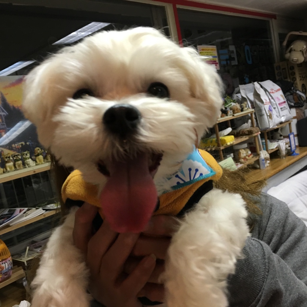 【今日の里帰りワンコ🐶マルチーズのブー➡ルディ君💕、トイプードルのフゥちゃん💕】